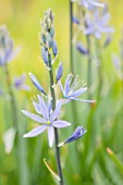 CAMASSIA LEICHTLINII SSP SUKSDORFII CAERULEA GROUP