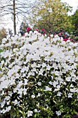 RHODODENDRON SILVER FOUNTAIN