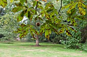 CAMERARIA OHRIDELLA HORSE CHESTNUT LEAF MINER INFECTING AESCULUS TURBINATA JAPANESE HORSE CHESTNUT LEAVES