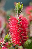 CALLISTEMON CITRINUS SPLENDENS