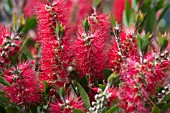 CALLISTEMON CITRINUS SPLENDENS