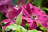 CLEMATIS WESTERPLATTE