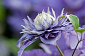 CLEMATIS MULTI BLUE