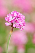 ARMERIA MARITIMA SPLENDENS