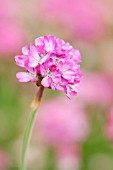 ARMERIA MARITIMA SPLENDENS