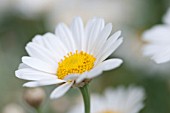 ARGYRANTHEMUM FRUTESCENS HUISINK