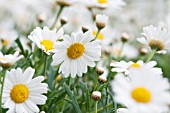 ARGYRANTHEMUM FRUTESCENS HUISINK