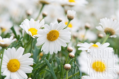 ARGYRANTHEMUM_FRUTESCENS_HUISINK