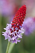 PRIMULA VIALII