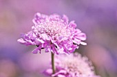 SCABIOSA COLUMBARIA PINK MIST