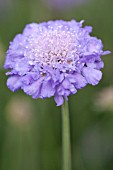 SCABIOSA COLUMBARIA BUTTERFLY BLUE