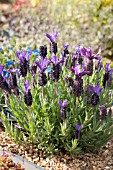 LAVANDULA STOECHAS DEVONSHIRE COMPACT