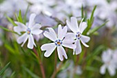 PHLOX SUBULATA EMERALD CUSHION