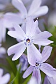 PHLOX SUBULATA EMERALD CUSHION