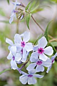 PHLOX DIVARICATA SSP LAPHAMII CHATTAHOOCHEE