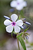 PHLOX DIVARICATA SSP LAPHAMII CHATTAHOOCHEE