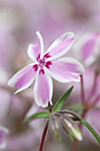 PHLOX DIVARICATA SSP LAPHAMII CHATTAHOOCHEE