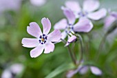 PHLOX SUBULATA BONITA