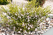 DIOSMA ERICOIDES PINK FOUNTAIN