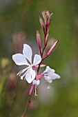 GAURA LINDHEIMERI KARALEE WHITE