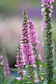 VERONICA SPICATA ROTFUCHS