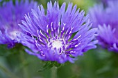 STOKESIA LAEVIS MELS BLUE