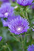 STOKESIA LAEVIS MELS BLUE