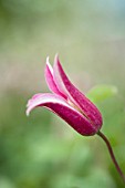 CLEMATIS PRINCESS DIANA