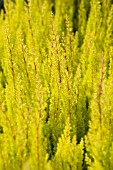 ERICA ARBOREA ALBERTS GOLD