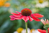 ECHINACEA MOODZ JOY ORANGE