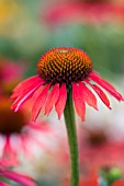 ECHINACEA MOODZ JOY ORANGE