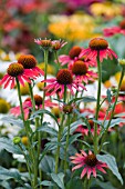 ECHINACEA MOODZ JOY ORANGE