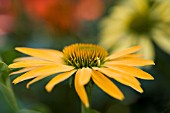 ECHINACEA HARVEST MOON