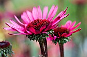 ECHINACEA PURPUREA FATAL ATTRACTION