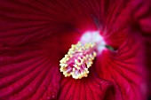 HIBISCUS MOSCHEUTOS