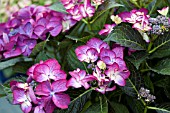 HYDRANGEA MACROPHYLLA DARK ANGEL PURPLE