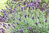 LAVANDULA ANGUSTIFOLIA IMPERIAL GEM