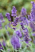 LAVANDULA ANGUSTIFOLIA IMPERIAL GEM