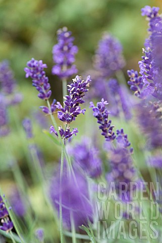 LAVANDULA_ANGUSTIFOLIA_IMPERIAL_GEM