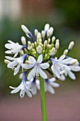 AGAPANTHUS QUEEN MUM