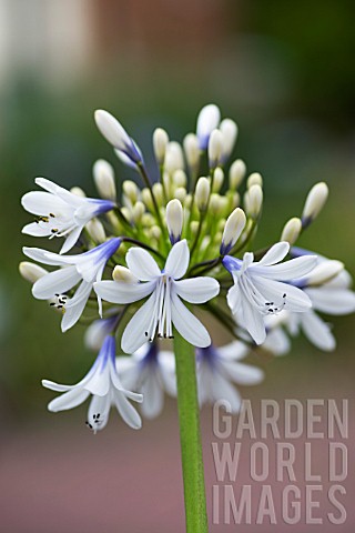 AGAPANTHUS_QUEEN_MUM