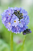 PRIMULA DENTICULATA CONFETTI BLUE