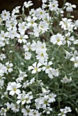 CERASTIUM TOMENTOSUM