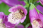 DIGITALIS PURPUREA