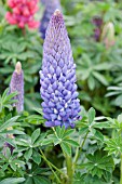 LUPINUS PERSIAN SLIPPER