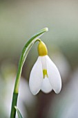 GALANTHUS PRIMROSE WARBURG