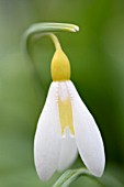 GALANTHUS PLICATUS WENDYS GOLD