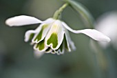 GALANTHUS HIPPOLYTA