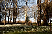 COLESBOURNE PARK SNOWDROPS GALANTHUS S ARNOTT