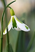 GALANTHUS SOUTH HAYES